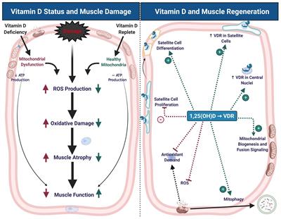 Vitamin D Promotes Skeletal Muscle Regeneration and Mitochondrial Health